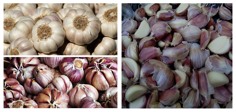 separated garlic