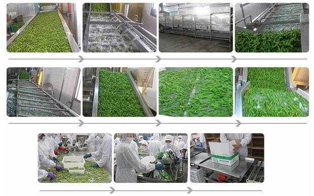 frozen vegetable processing