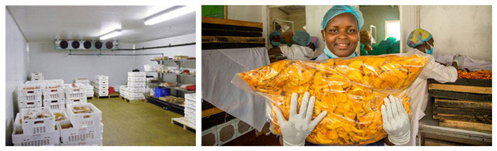 dried mango slices packing