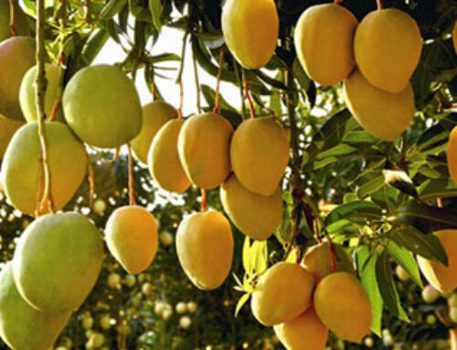 Mango Processing Products and Methods