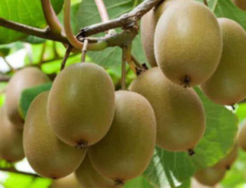 How to Make Kiwi Fruit Products Industrially