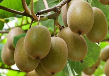 how to process kiwi fruit industrially